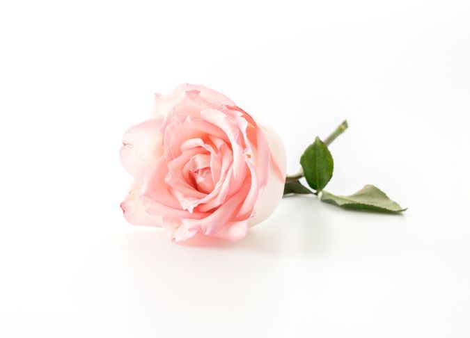 【美容保養】玫瑰花瓣萃取 Rose Flowers Extract